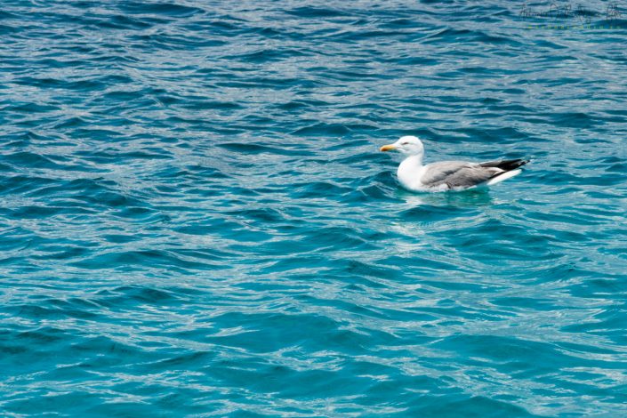 Gaviota Sombria en el Parque Natural de la Albufera de Valencia