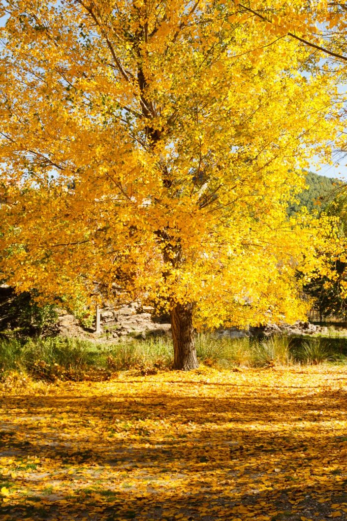 Colores de Otoño