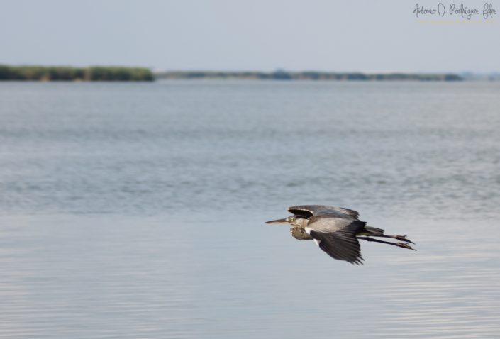 Garza Imperial en el parque natural de la Albufera de Valencia