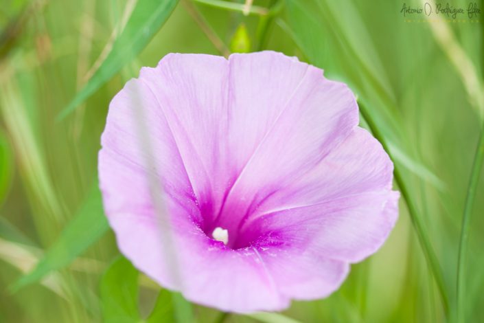 Flor de primavera