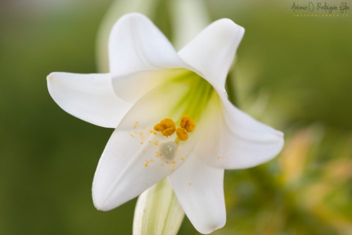 Flores de mi jardín