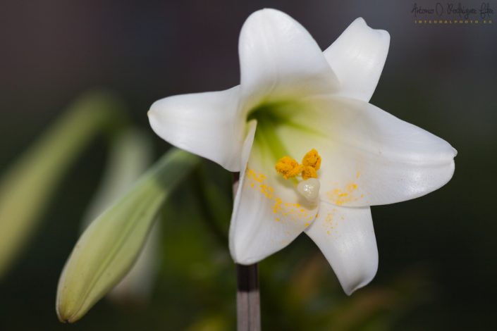 Flores de mi jardín