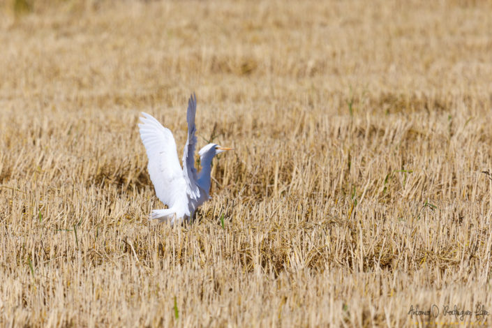 Garcilla Bueyera en el parque natural de la Albufera